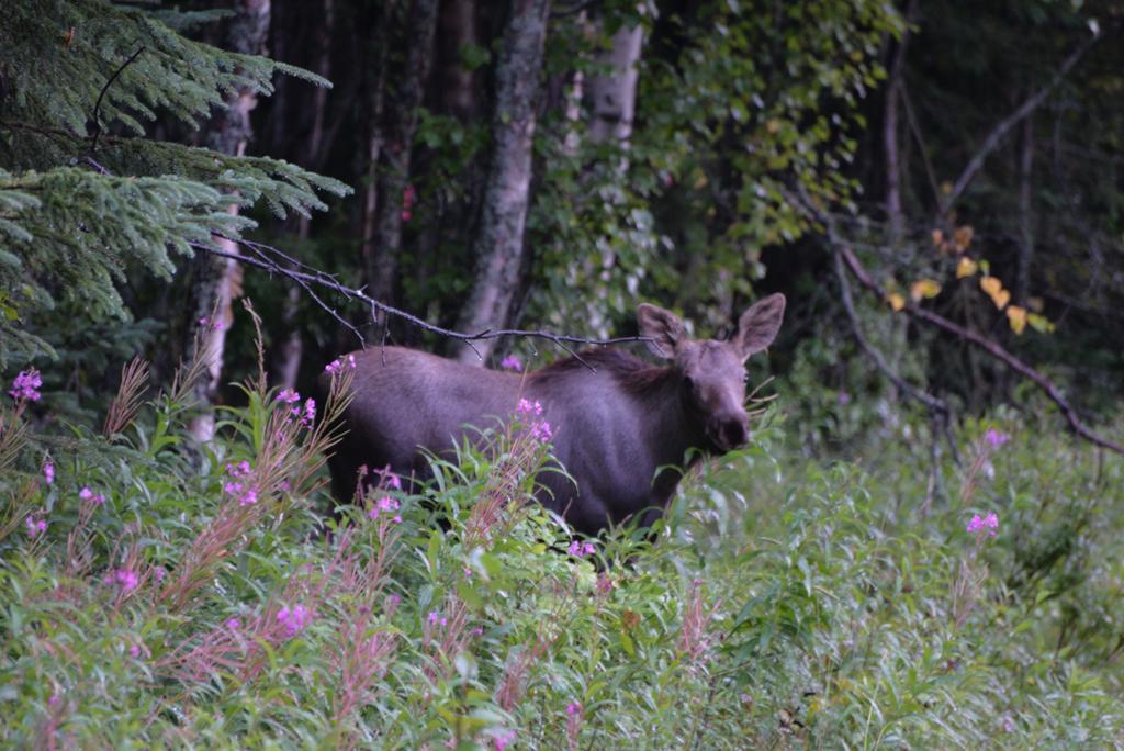 Salmon Catcher Lodge Kenai Dış mekan fotoğraf