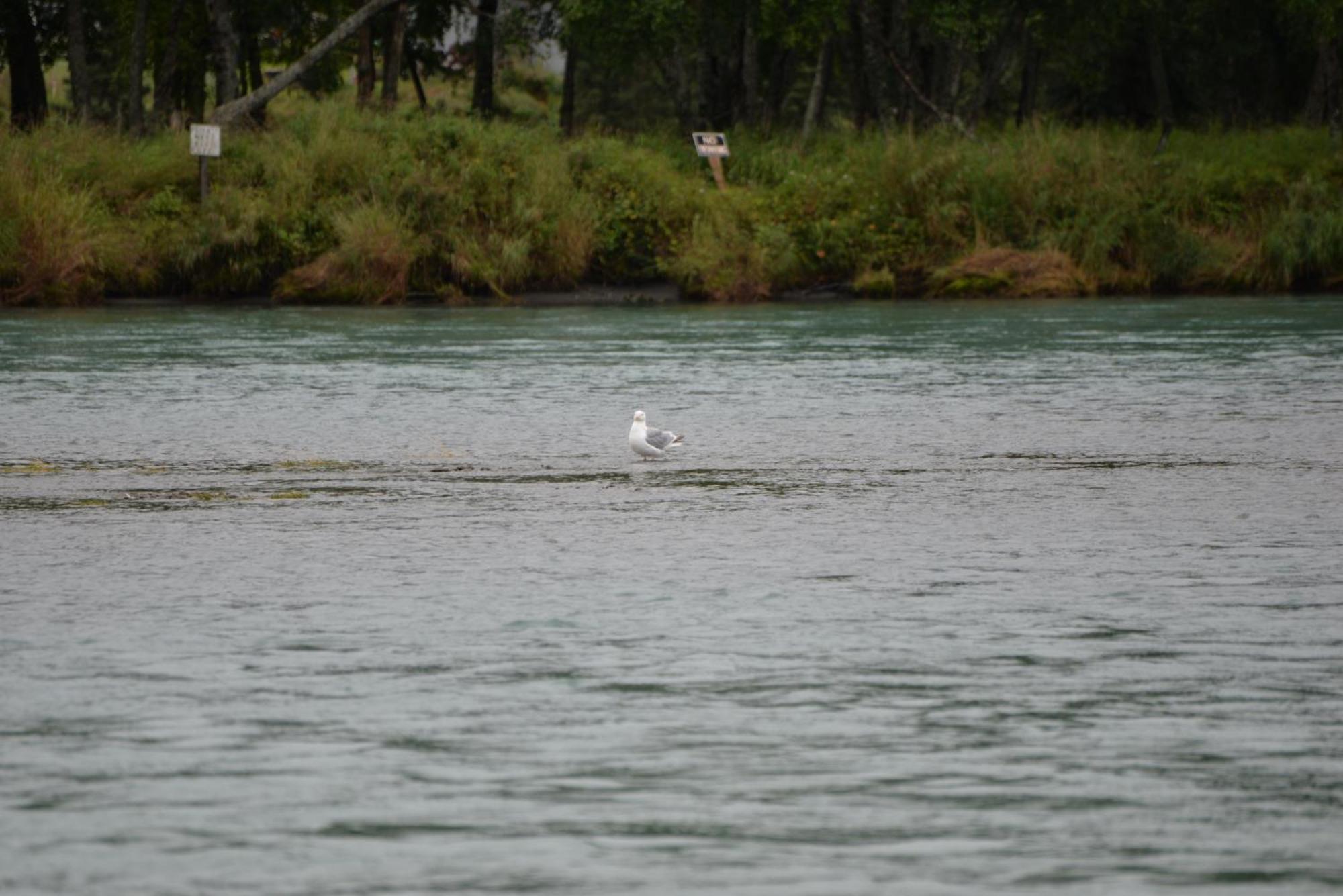 Salmon Catcher Lodge Kenai Dış mekan fotoğraf